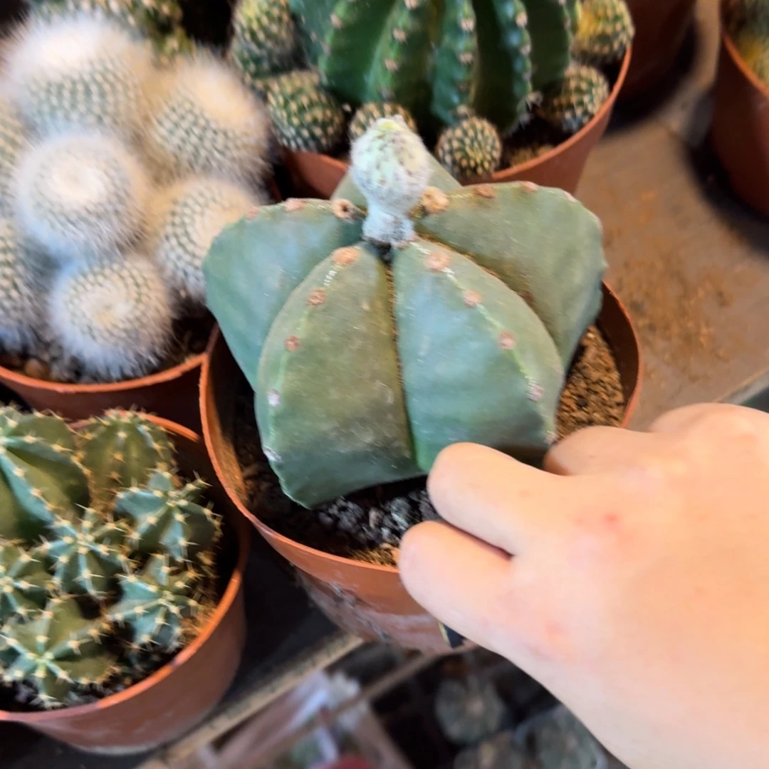 用***0可口可乐了可口可乐