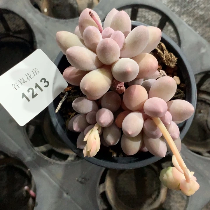 0306晚上场，1213一颗