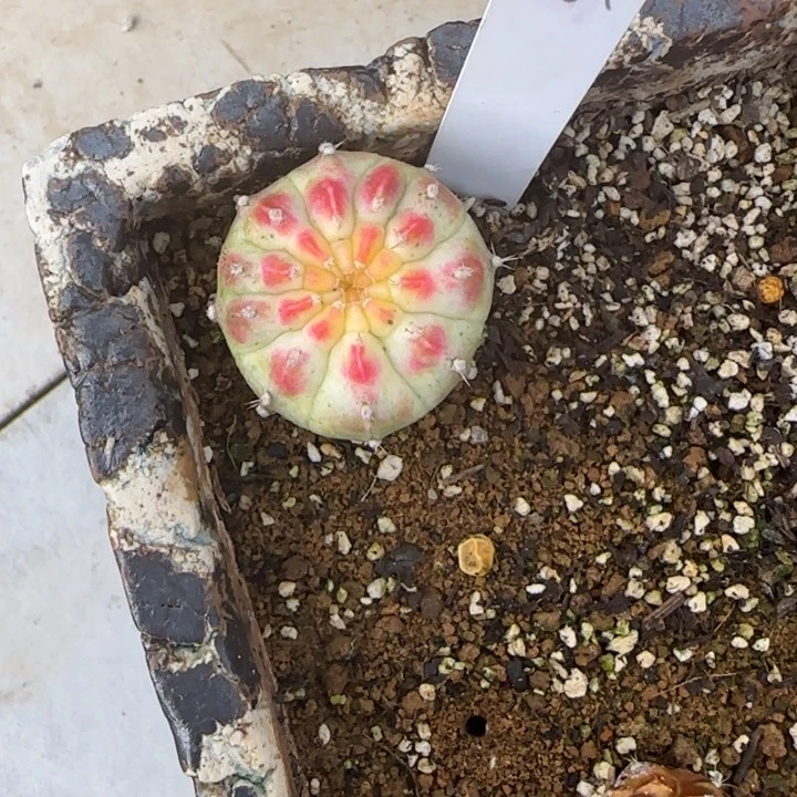 55-0118轮回泰国发货多肉