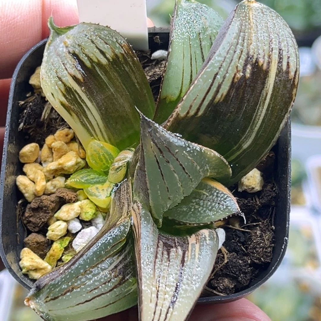 150茜云锦芭提雅头家多肉十二卷