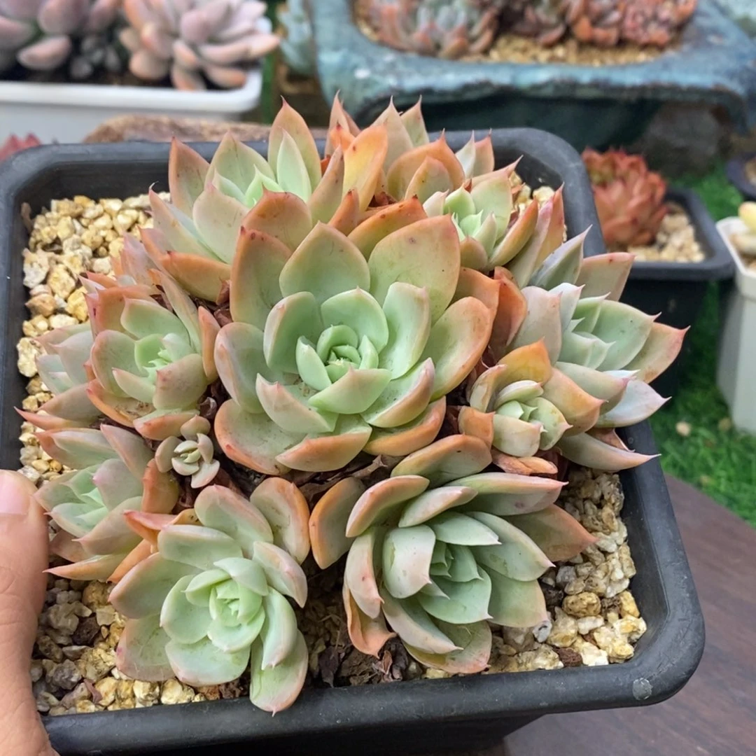 丝绸面纱老桩自然群捧花12厘米