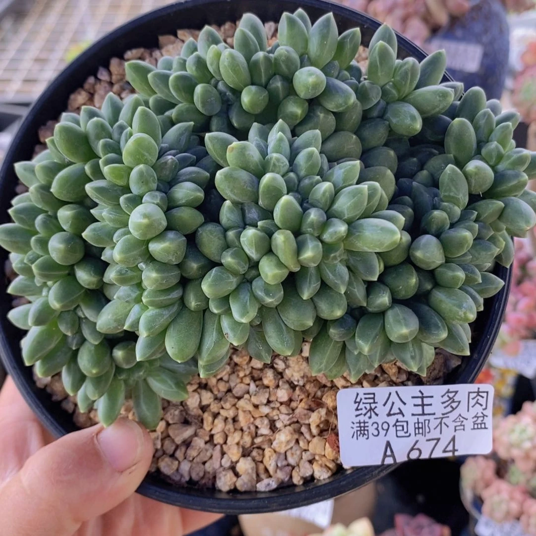香蕉树缀13cm674多肉植物
