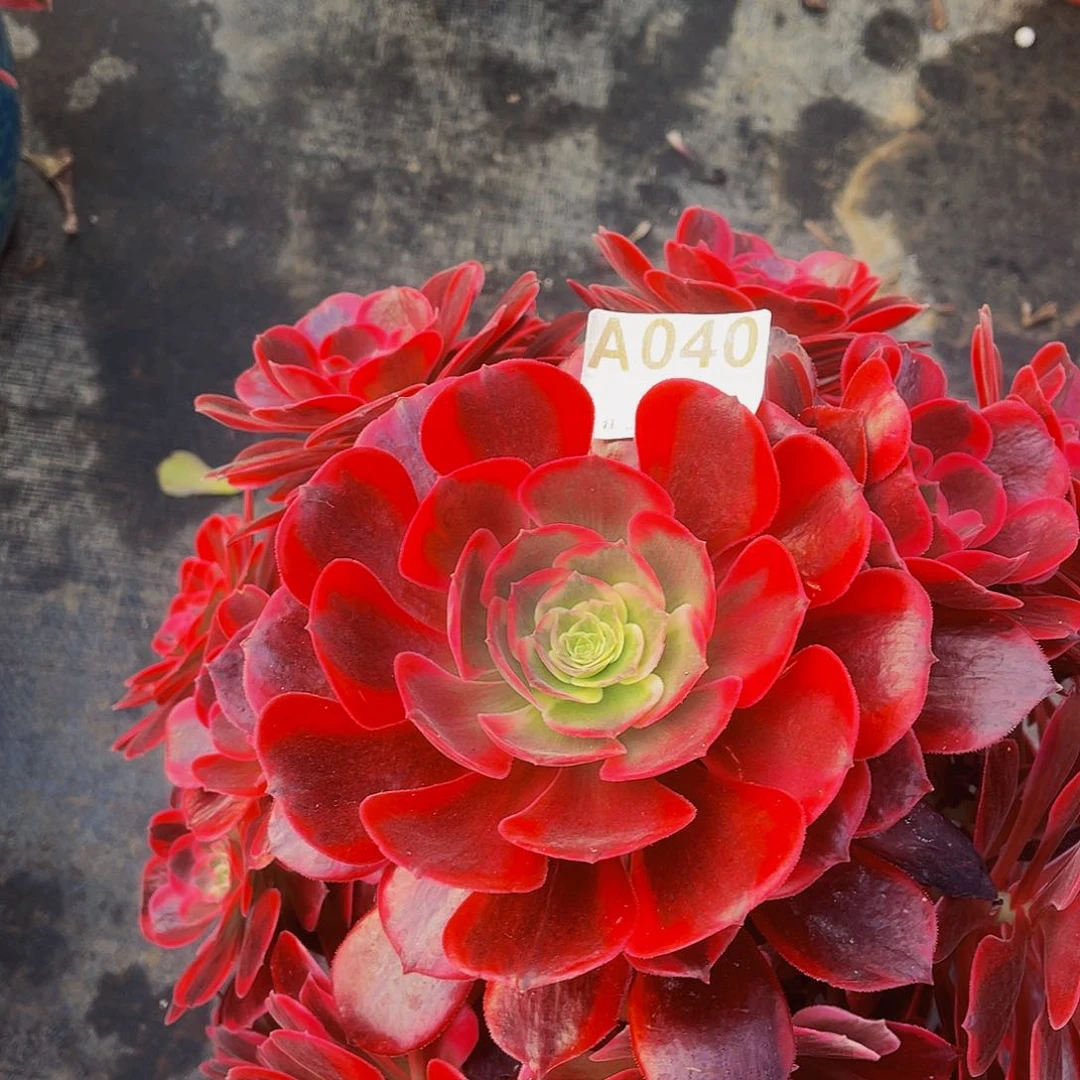 蛇毒美杜莎040福利没收售后