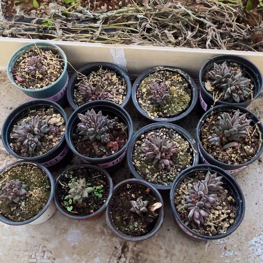 桔云多肉美人精品系列