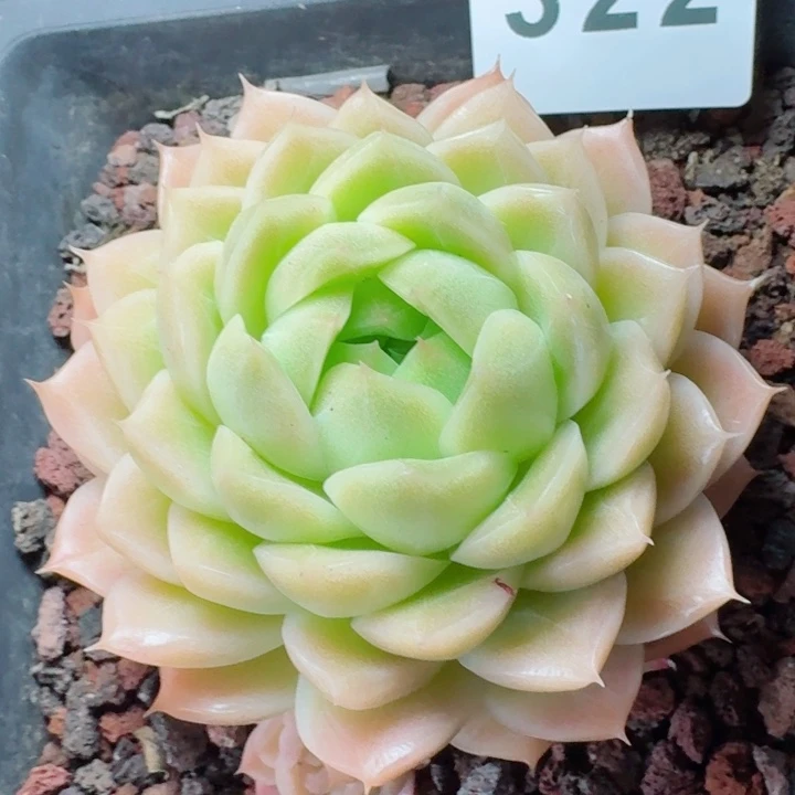 麦秆         精控精养多肉植物