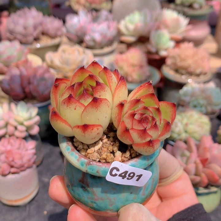 一物一拍含盆土满38包邮C491