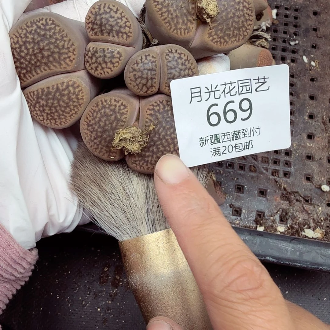这个点睡起来都会梦中哭669这个