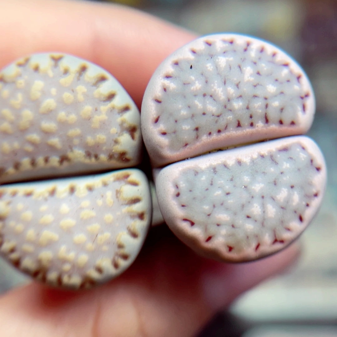 170号带盆包邮发货