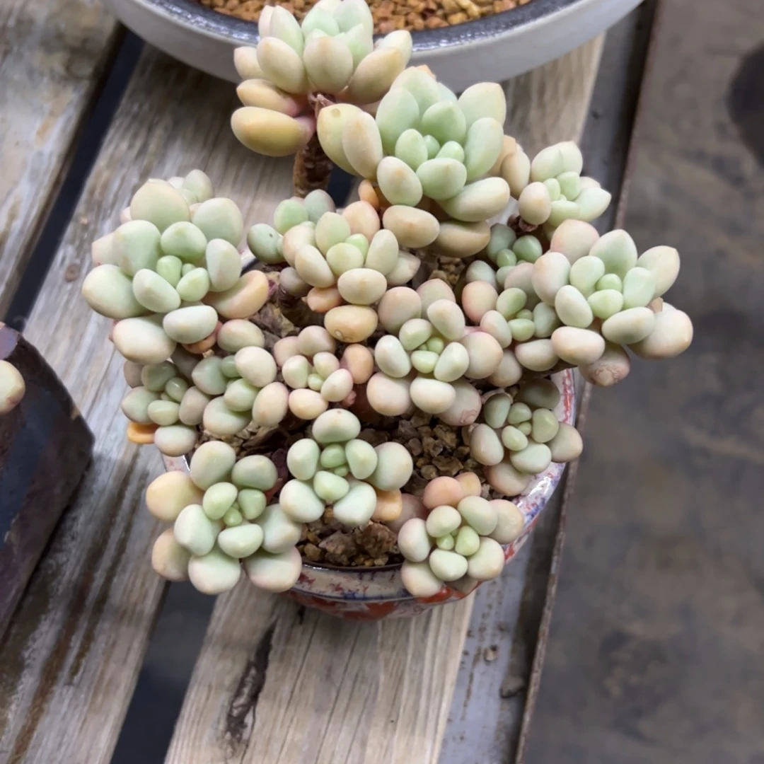 先锋派18 零零多肉植物