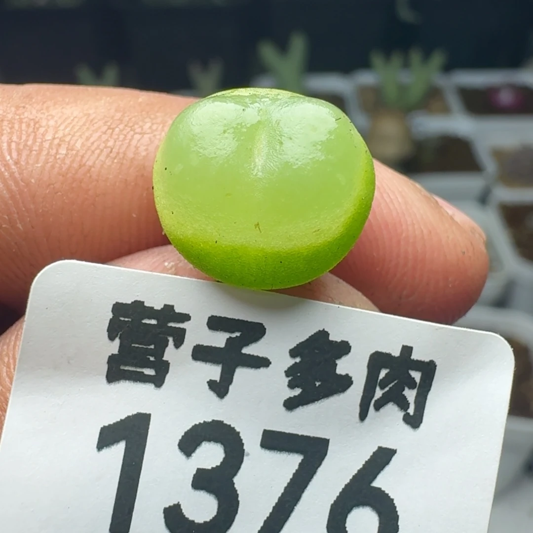 拉登1.3。        肉锥1200