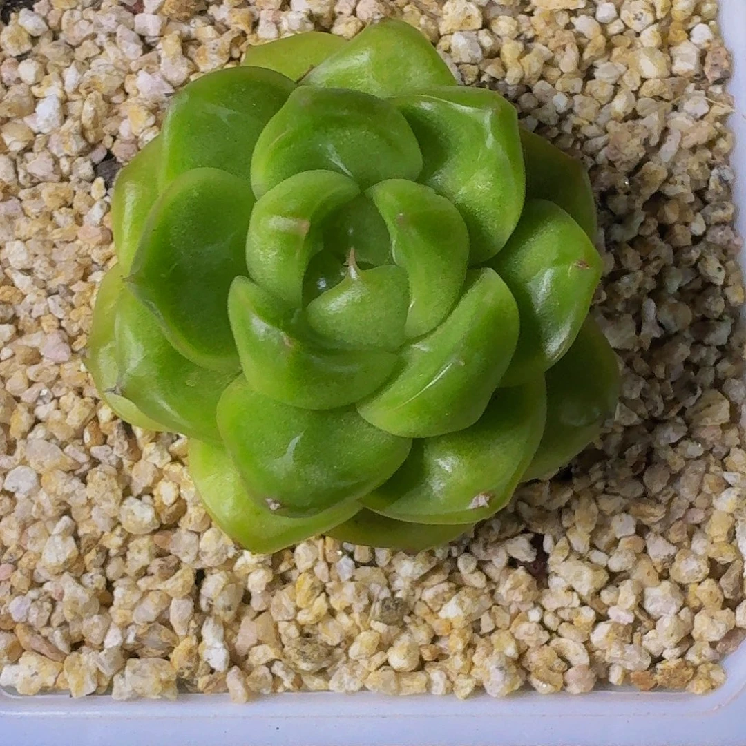 软糖珍妮 一物一拍