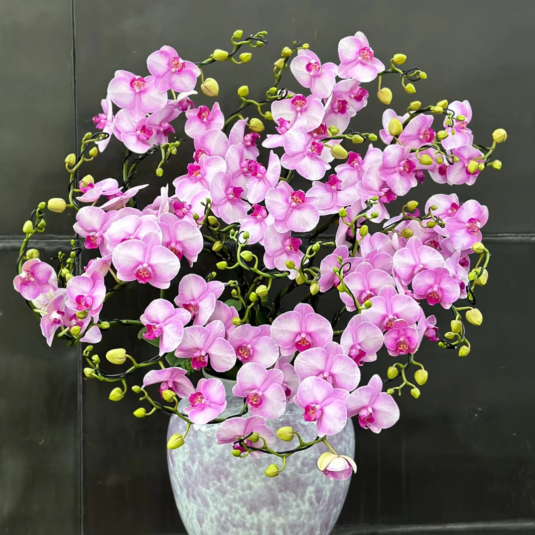 花期超久4个花剑起【月亮公主】蝴蝶兰 根系超好