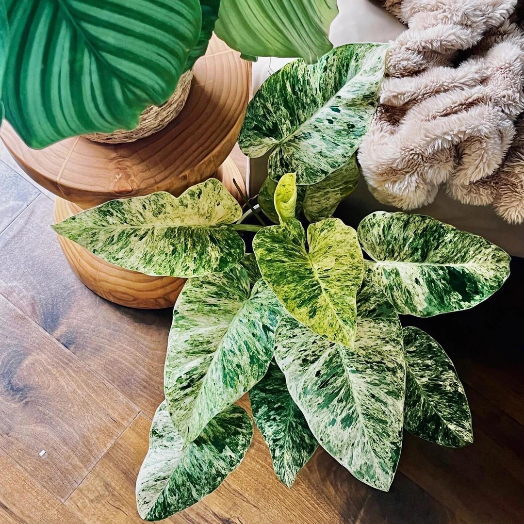 松染海芋果芋白锦锦化绿植室内净化网红植物盆栽好养桌面热植观叶
