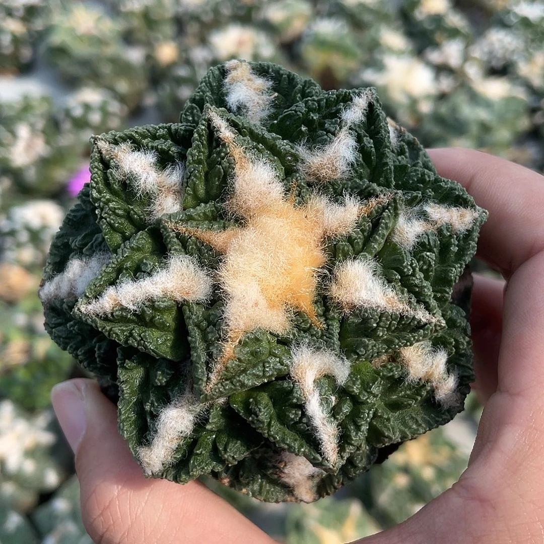 自根辛顿龟甲福利