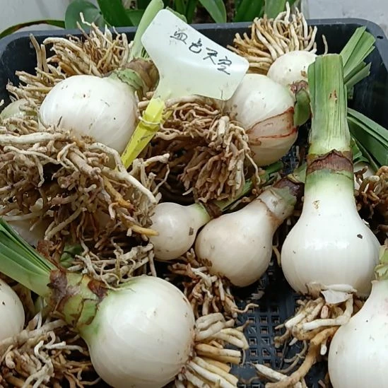 无花朵血色天空5+发一个