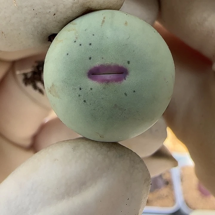 471日系大红嘴福利