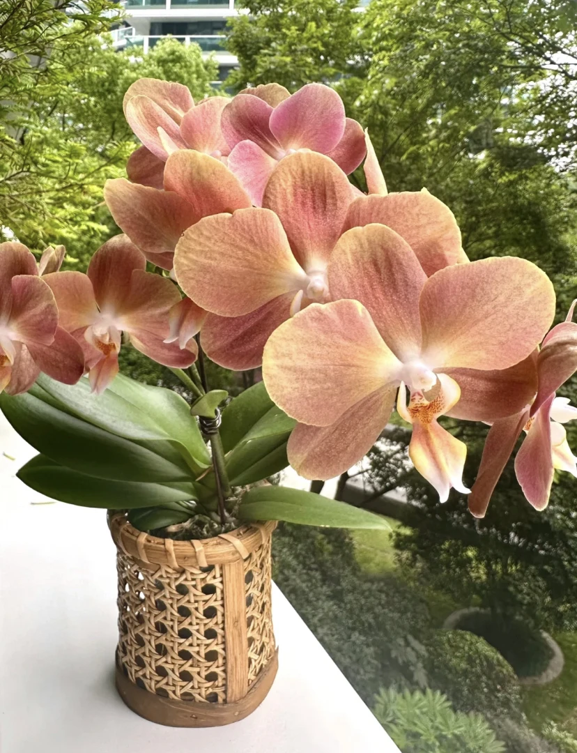 摩纳哥蝴蝶兰2.8寸多剑欧品基地直发