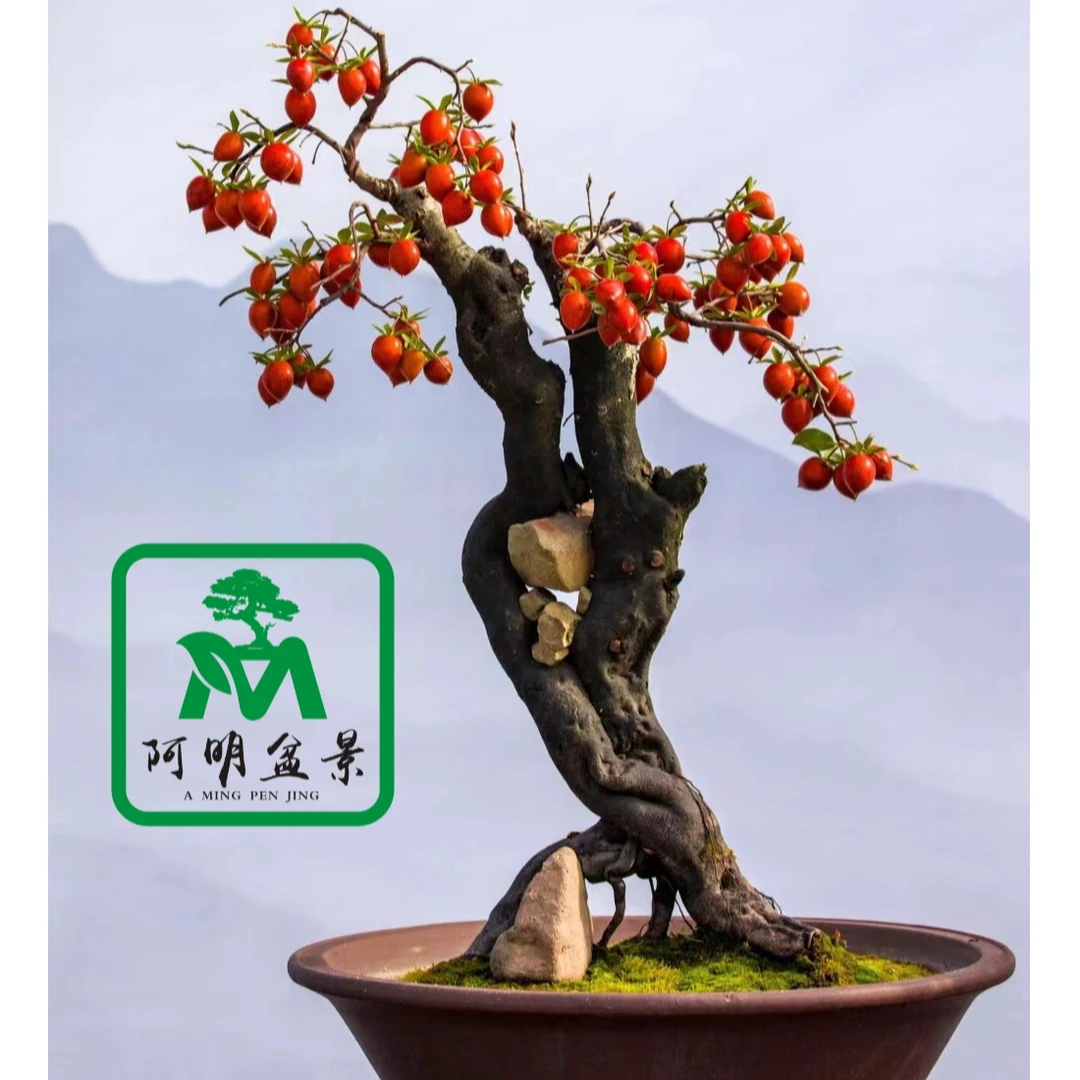 老鸦柿盆景老鸭柿盆栽梦之雫独孤果天王金弹子观果自家货源盆栽