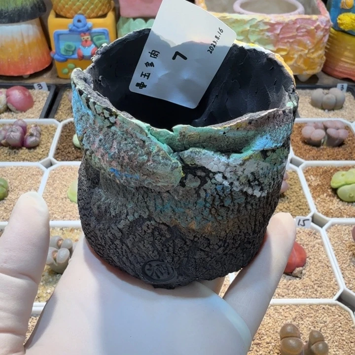 丁***加多肉多肉多肉8.16-007