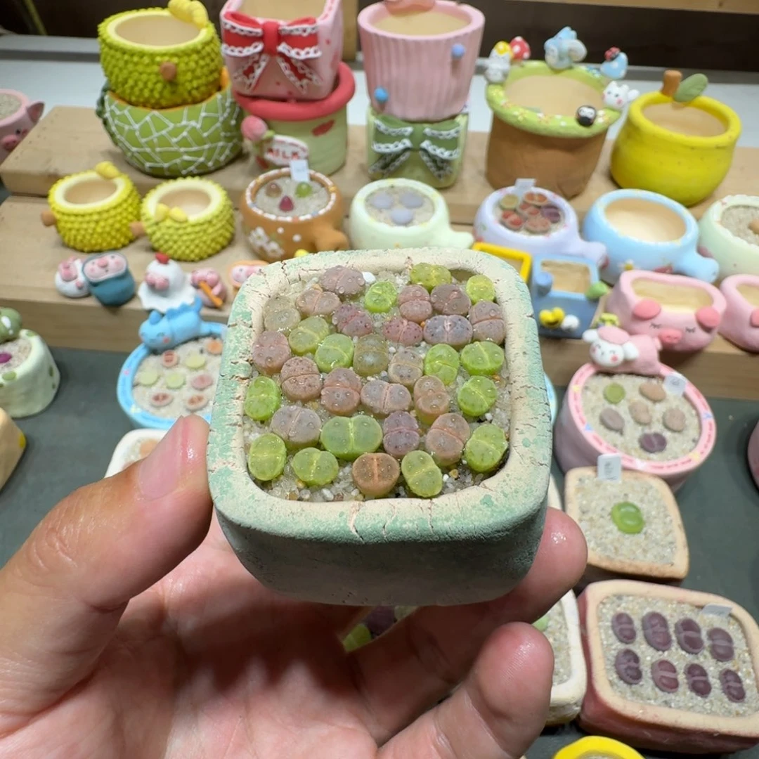 蘑菇223草莓惜春彩拼