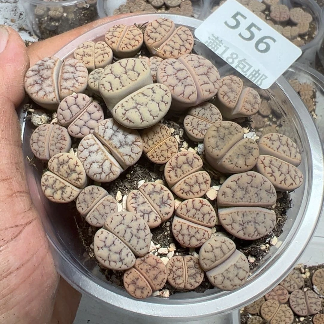 【闪购商品】 556。