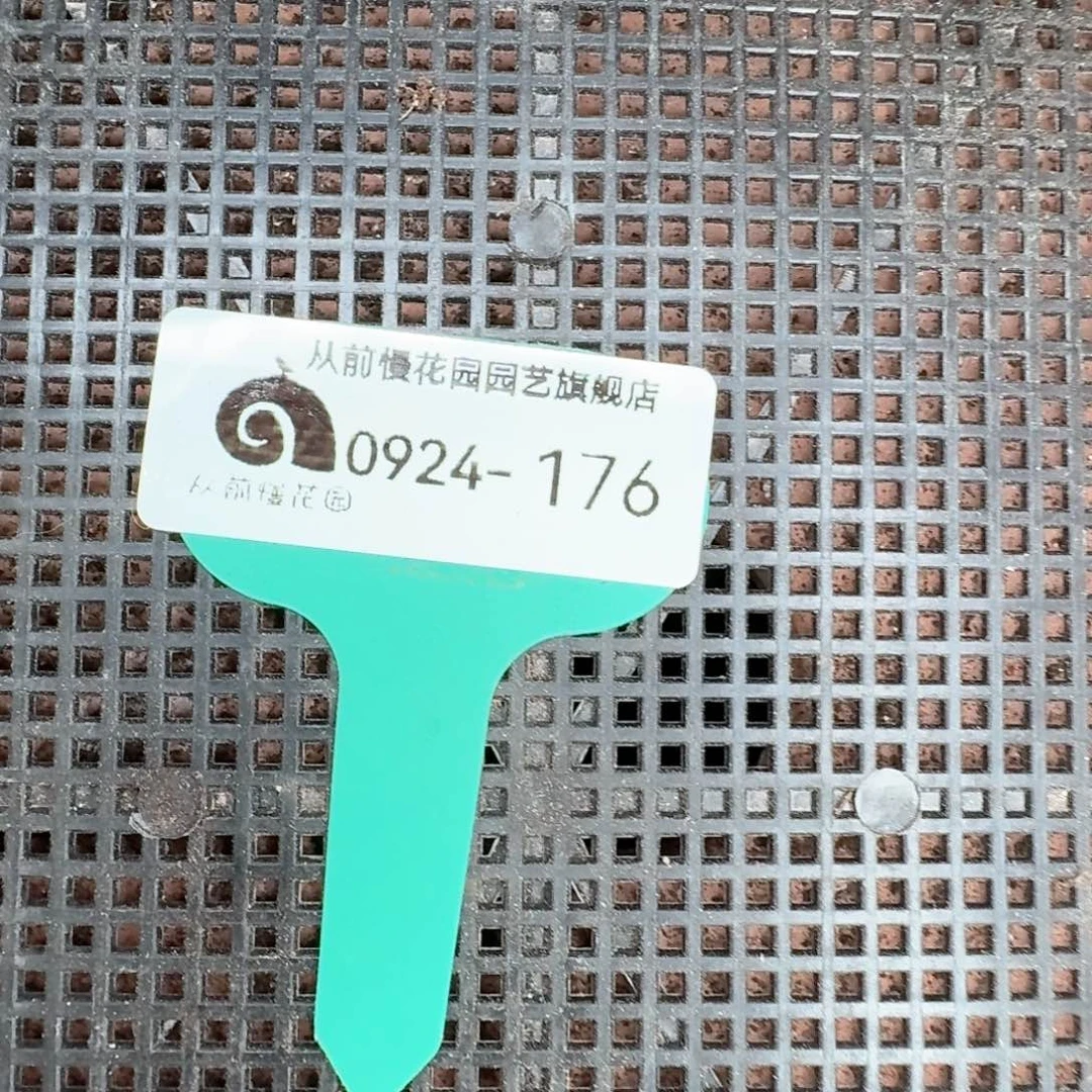 从前慢多肉精选编号0924.176