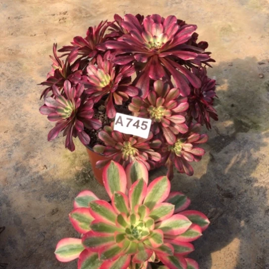 法师多肉植物敏****）法师745