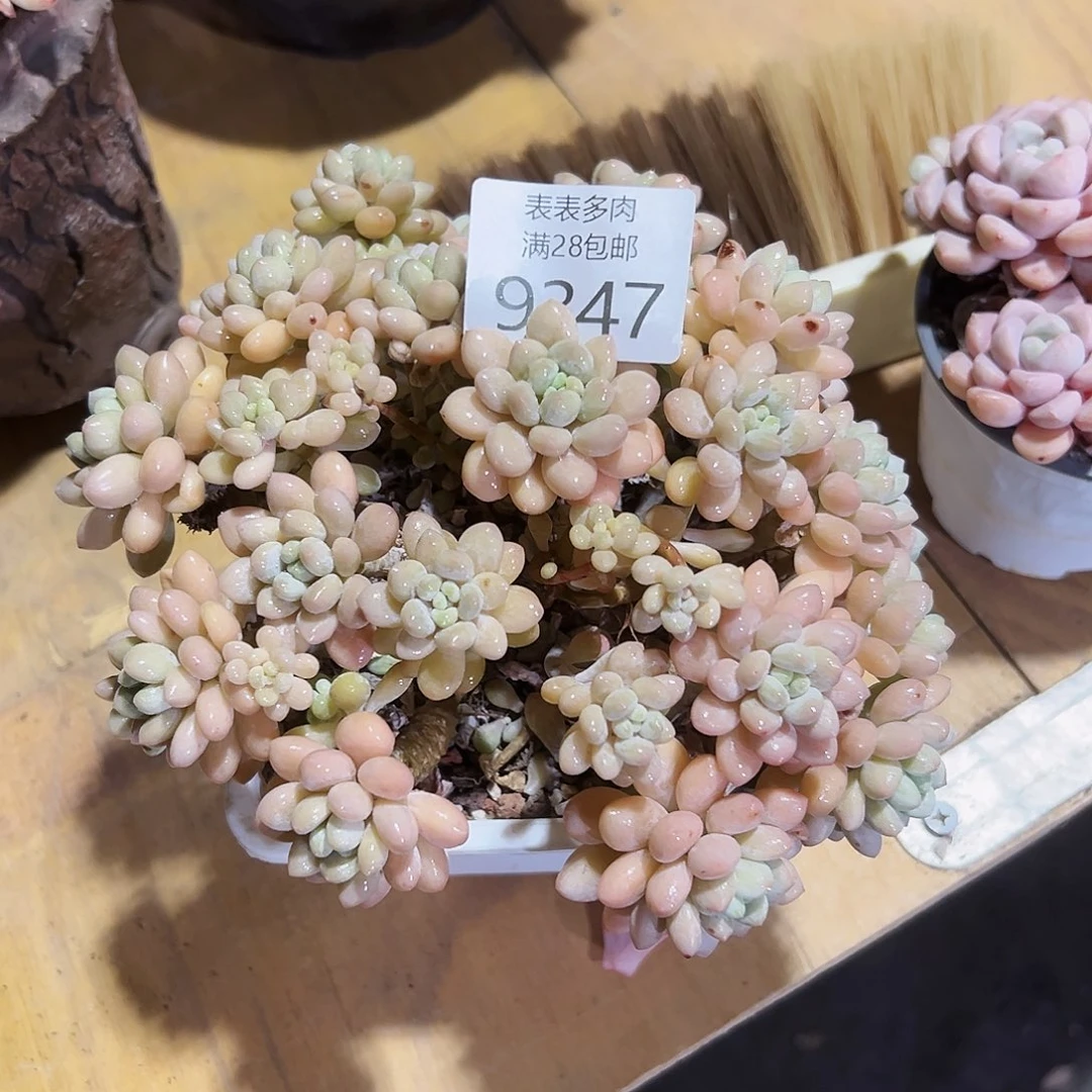 9号?*多肉一物一拍9347