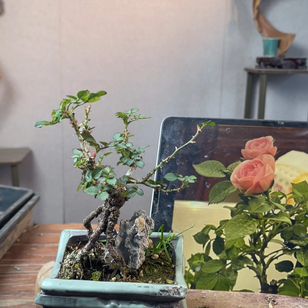 光***月少量花朵（建议范围：2朵-5朵 或40%以下）