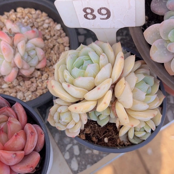 健健康康平平安安