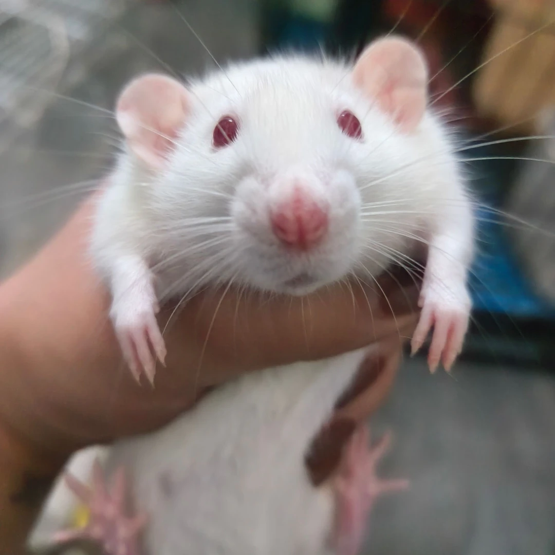 花枝鼠可爱亲人互动性好小宠物