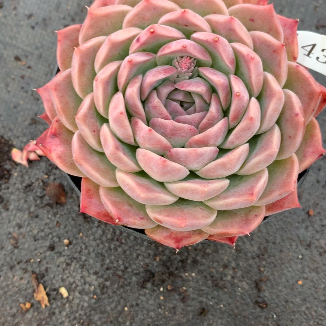 是**呀1439杂交多肉老桩