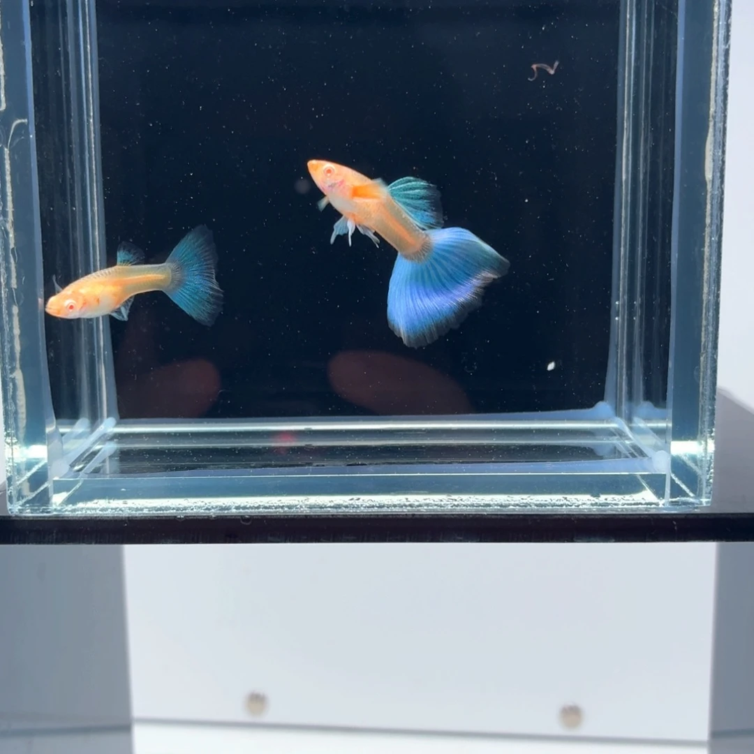 孔雀鱼蓝白飞船亚成一对（3）