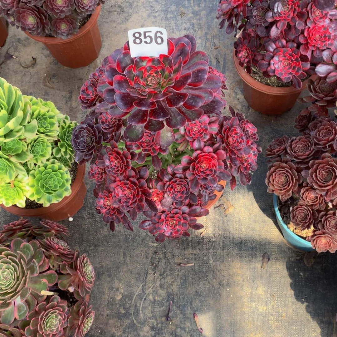 丽娜香奈儿856带盆