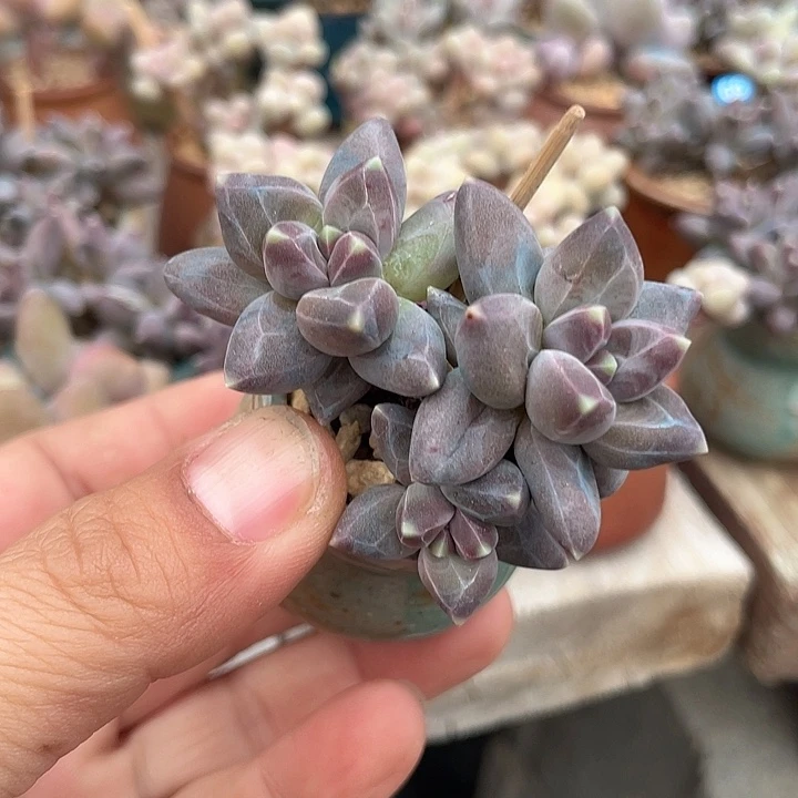 乌拉克拉 带盆发货 3.5口盆