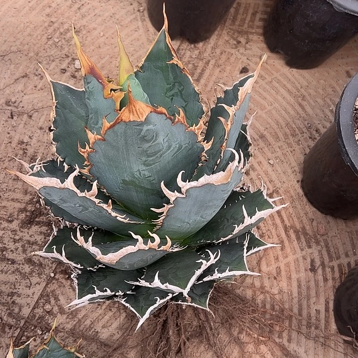 水***色龙舌兰多肉植物多肉