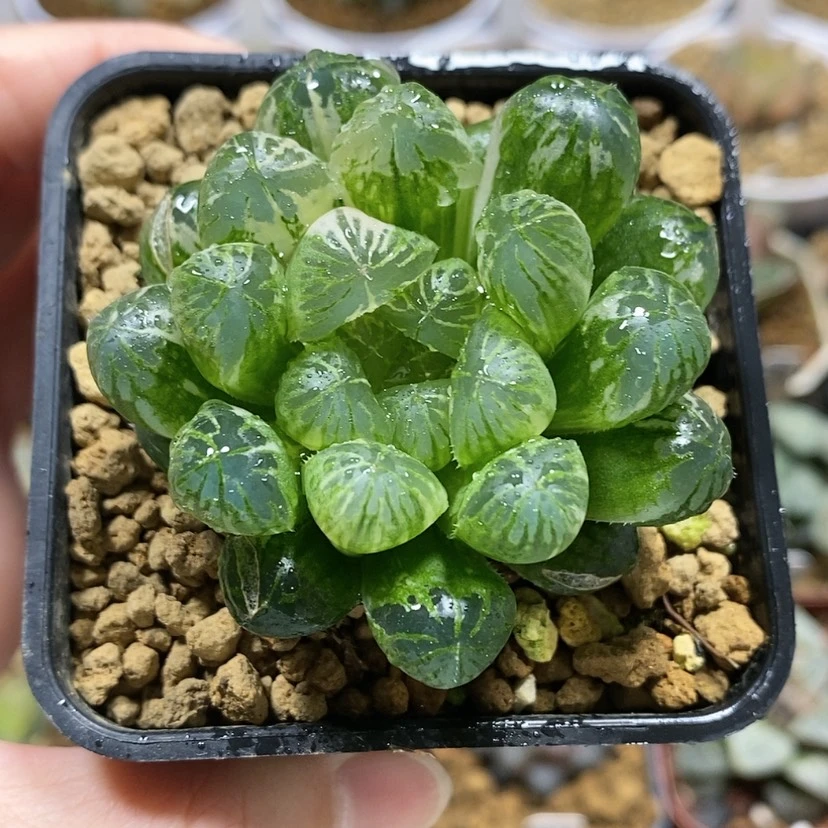 【闪购商品】112塑料皮