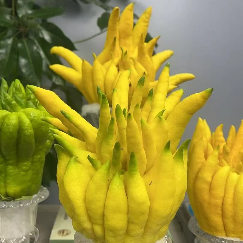 【滇佛手一物一拍】（307号）干养花物 观赏香薰 可食用花材