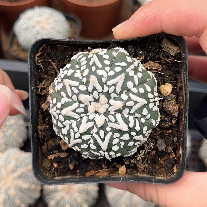 4.6cmV兜一物一拍