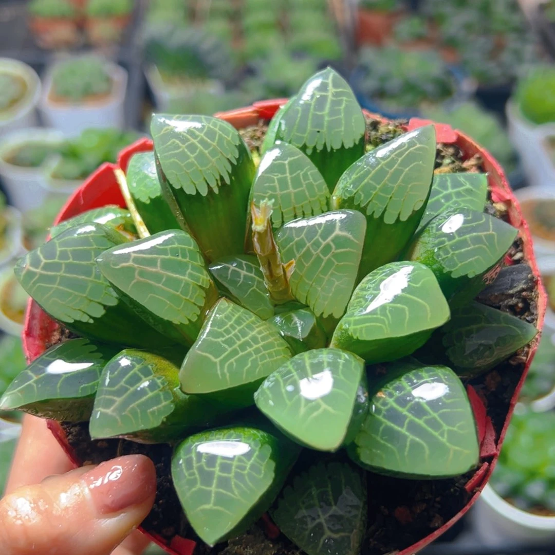 红盆亮窗克玉露多肉多肉1