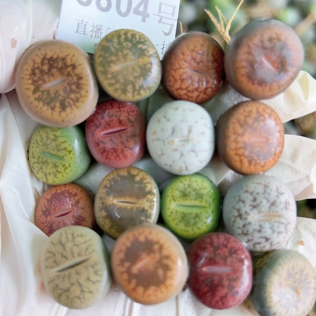 8804 好养易活生石花大母本16个1.5cm左右