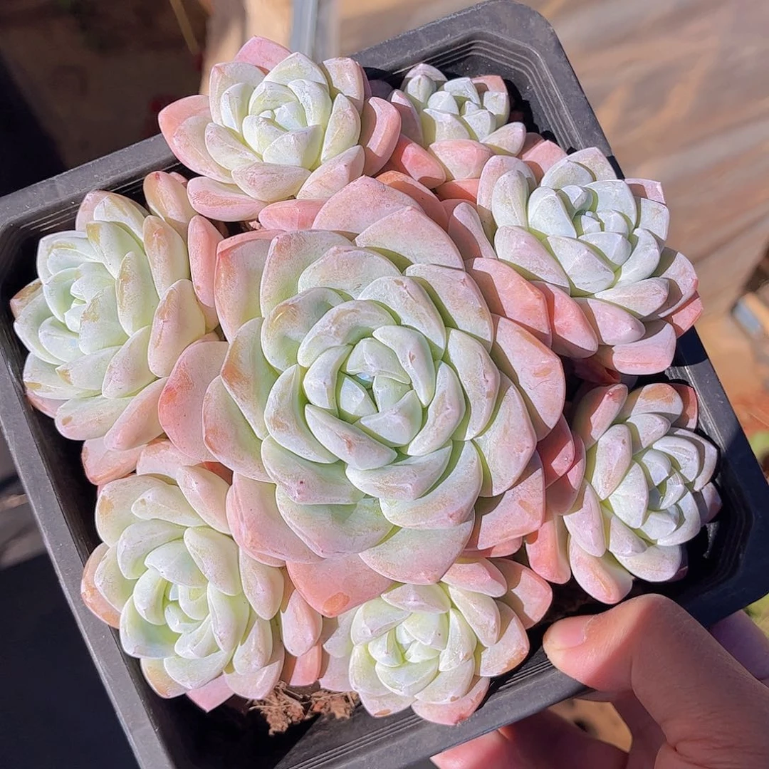 极品奶油冰玉捧花