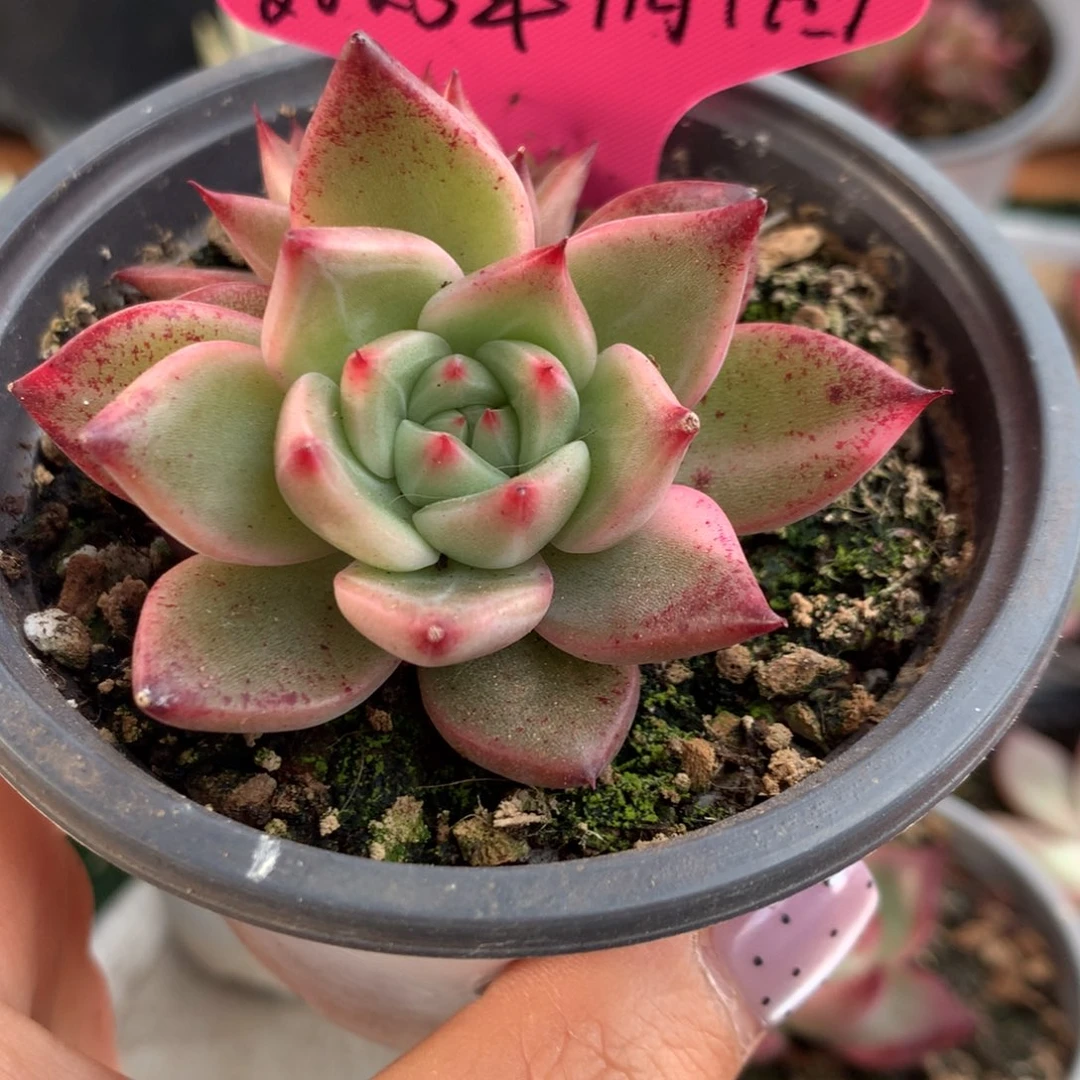 洞**力红颜蜜语1月14号哈哈哈哈哈哈哈哈