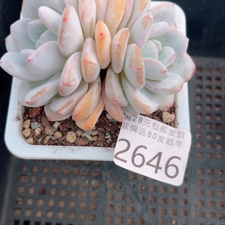 倪***大2646hjjjjiiiiiik