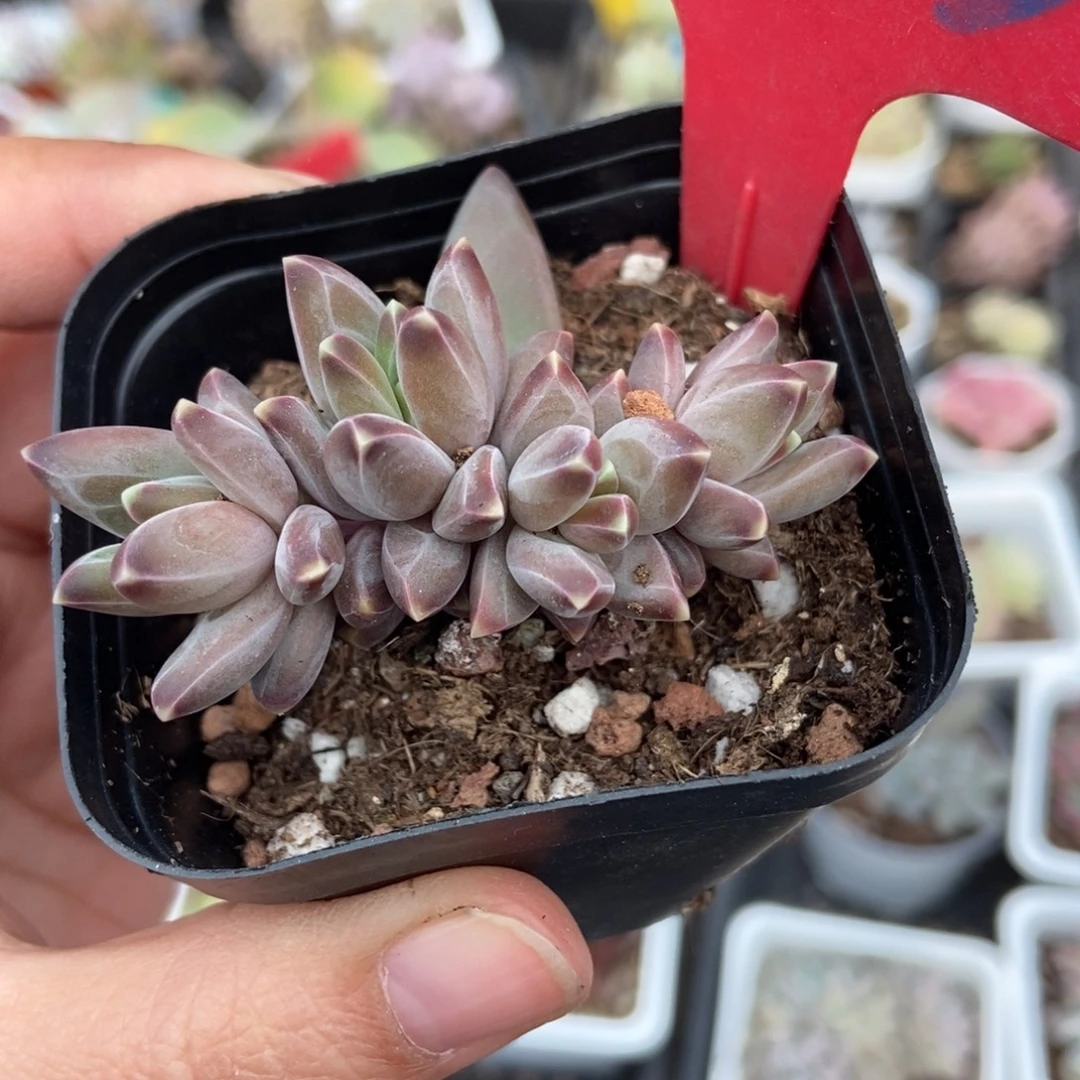 863梵高美人多肉植物