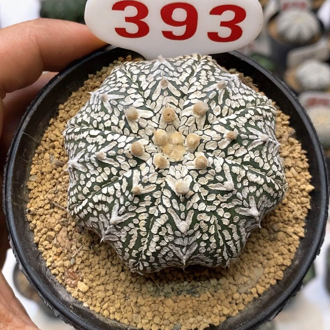 393福利特价咯来喽
