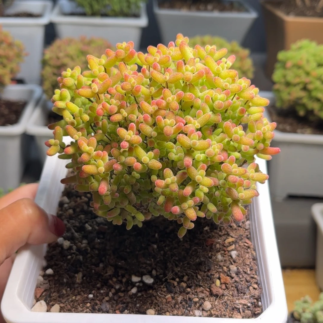 涵*蜜桔补差价优选枝干番杏