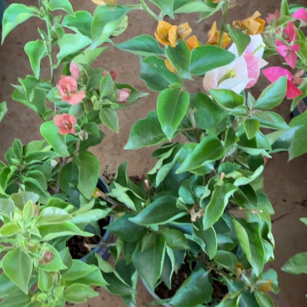 当前无花朵，栽培后可花朵不甜西瓜+凤凰