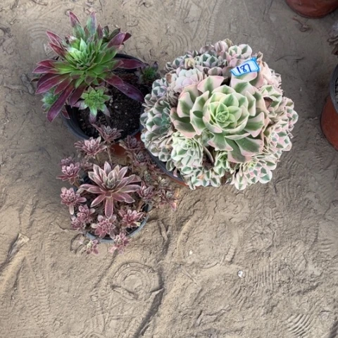 筱***筱187多肉植物组合，