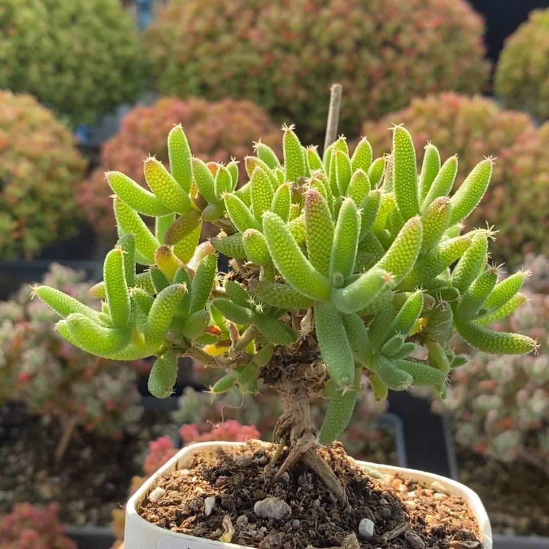 实生玉米3160枝干番杏